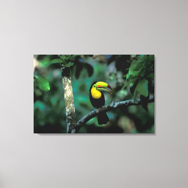 CA, Panama, Soberania NP, Keel-billed Tuccan Canvas Print (Front)