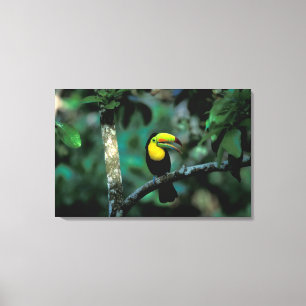 CA, Panama, Soberania NP, Keel-billed Tuccan Canvas Print