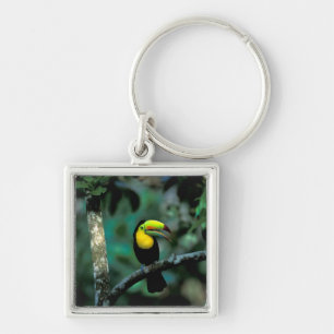 CA, Panama, Soberania NP, Keel-billed Tuccan Keychain
