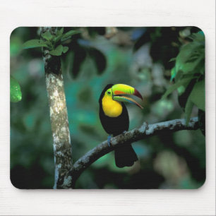 CA, Panama, Soberania NP, Keel-billed Tuccan Mouse Pad