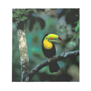 CA, Panama, Soberania NP, Keel-billed Tuccan Notepad