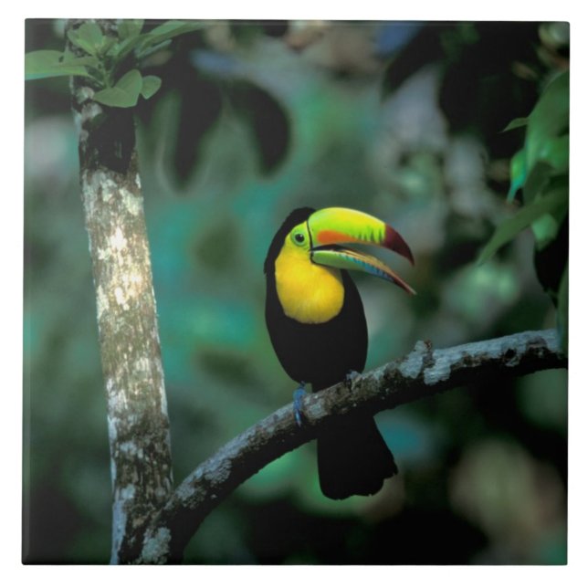 CA, Panama, Soberania NP, Keel-billed Tuccan Tile (Front)