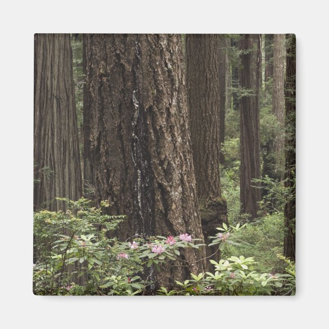 CA, Prairie Creek State Park, Coast Magnet (Front)