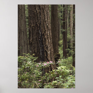 CA, Prairie Creek State Park, Coast Poster