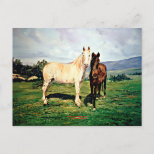 Caballos/Cabalos/Horses Postcard