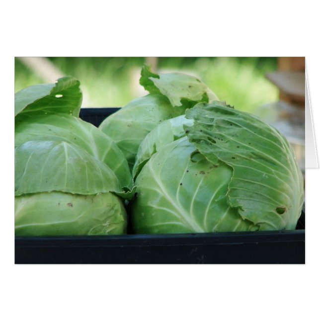 Cabbage (Front Horizontal)