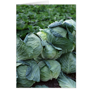 Cabbage