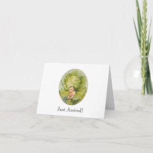 Cabbage Birth Announcement