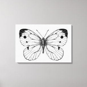 Cabbage butterfly canvas print