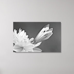 Cabbage Butterfly On Cosmos In Black and White Canvas Print