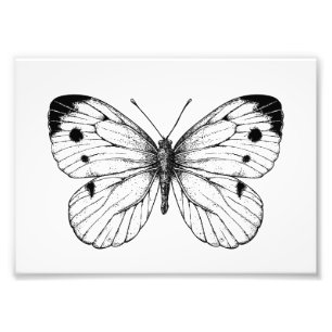 Cabbage butterfly photo print