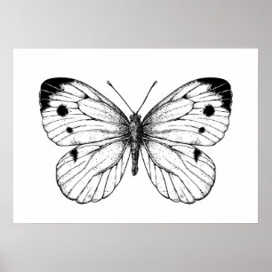 Cabbage butterfly poster