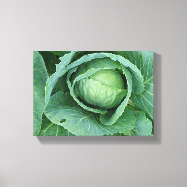 Cabbage Canvas Print (Front)