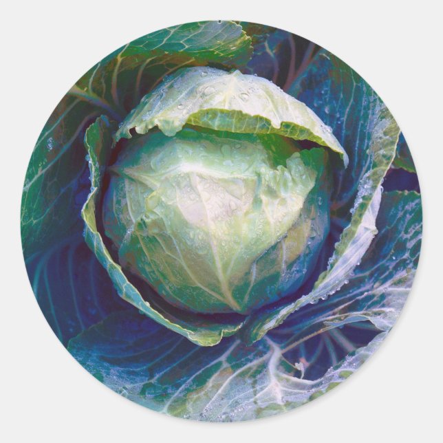 Cabbage Classic Round Sticker (Front)