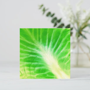 Cabbage Leaf