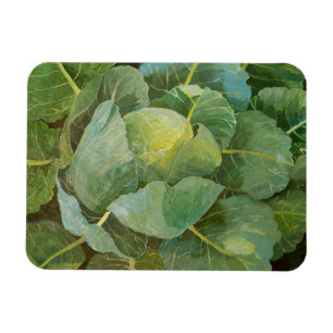 Cabbage Magnet