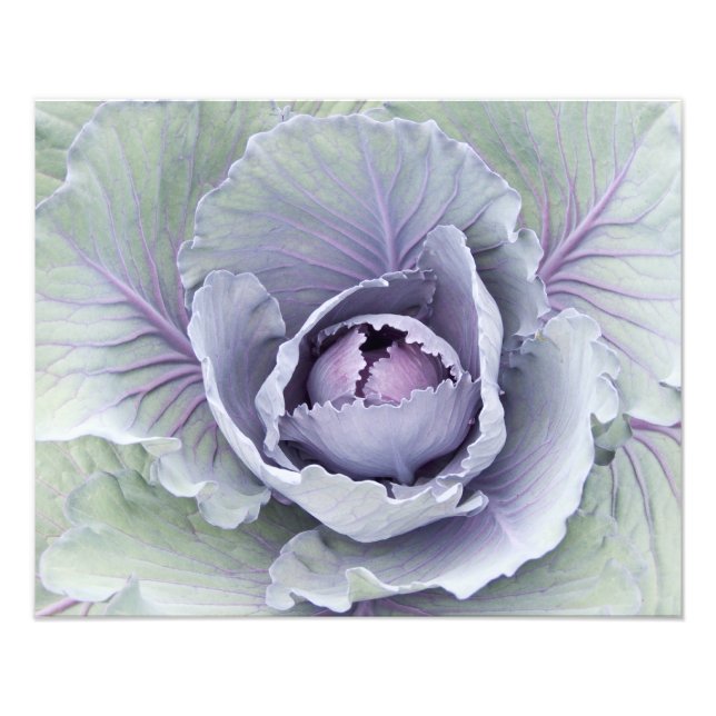 Cabbage Photo Print (Front)