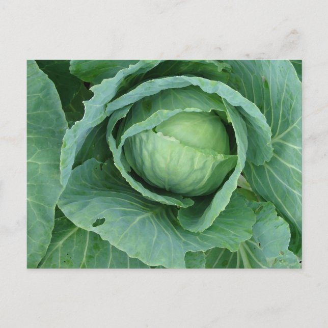 Cabbage Postcard (Front)