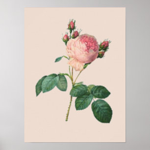 Cabbage Rose Botanical Poster