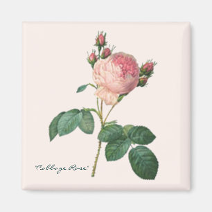 Cabbage Rose Botanical Print Magnet