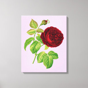 Cabbage Rose Canvas Print