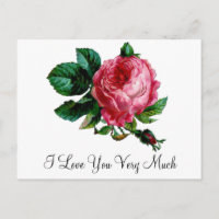 Cabbage Rose Postcard