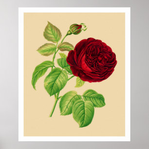 Cabbage Rose Poster