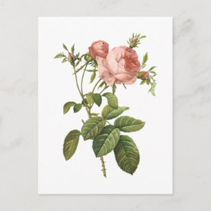 cabbage rose (Rosa centifolia foliacea) by Redout Postcard
