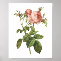 cabbage rose (Rosa centifolia foliacea) by Redouté