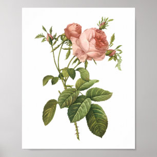 cabbage rose (Rosa centifolia foliacea) by Redouté Poster