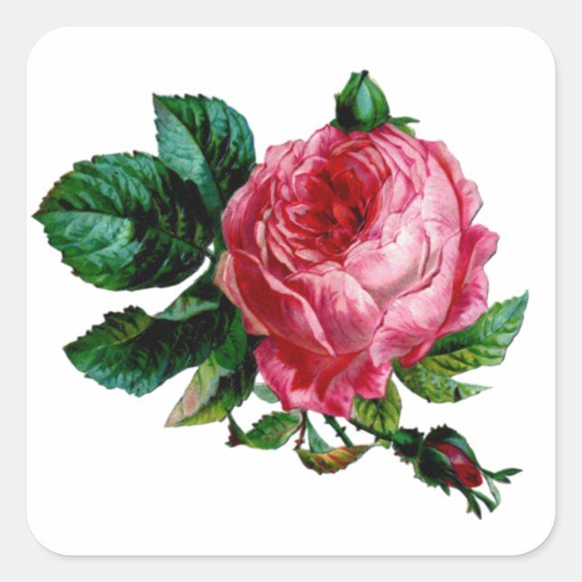 Cabbage Rose Stickers (Front)