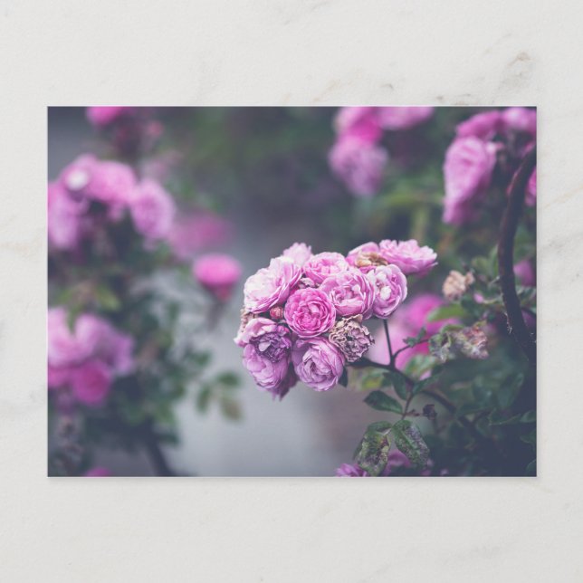 Cabbage Roses Postcard (Front)