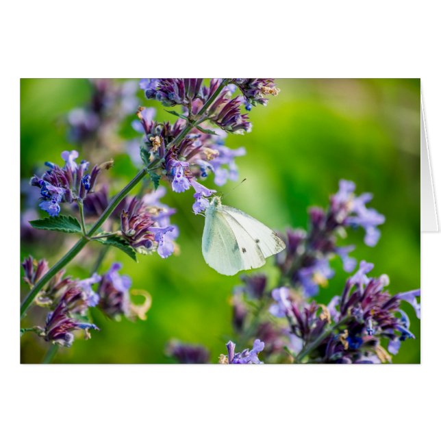 Cabbage White Butterfly (Front Horizontal)