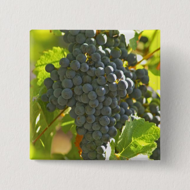Cabernet Sauvignon grape bunch in the Chateau 2 Inch Square Button (Front)