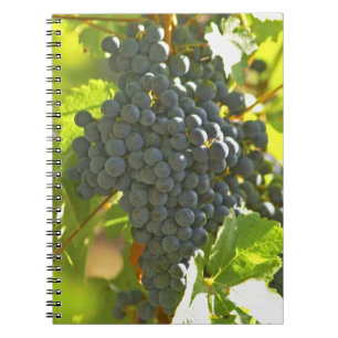 Cabernet Sauvignon grape bunch in the Chateau Notebook