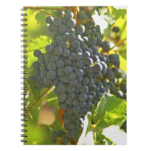 Cabernet Sauvignon grape bunch in the Chateau Notebook (Front)
