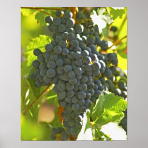 Cabernet Sauvignon grape bunch in the Chateau Poster