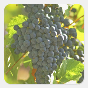 Cabernet Sauvignon grape bunch in the Chateau Square Sticker