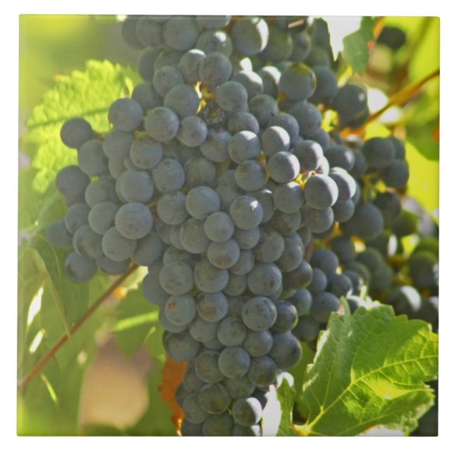 Cabernet Sauvignon grape bunch in the Chateau Tile (Front)