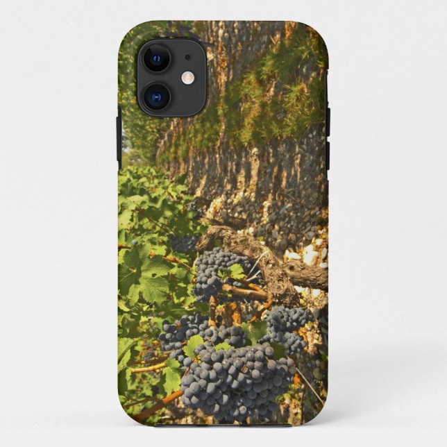 Cabernet Sauvignon vines in a row in the Case-Mate iPhone Case (Back)
