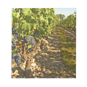 Cabernet Sauvignon vines in a row in the Notepad