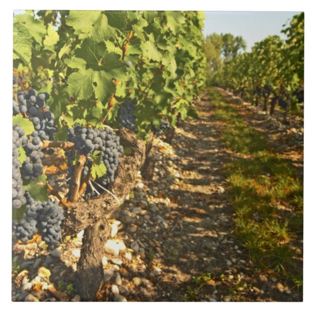Cabernet Sauvignon vines in a row in the Tile (Front)