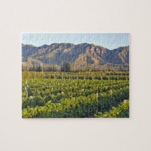 Cabernet Sauvignon vines in Huailai Rongchen 2 Jigsaw Puzzle