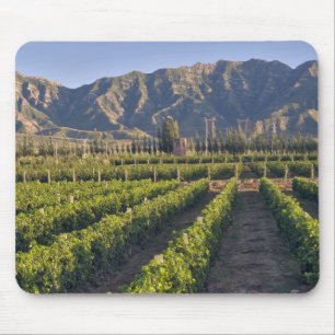Cabernet Sauvignon vines in Huailai Rongchen Mouse Pad