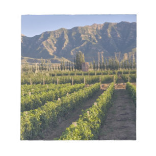 Cabernet Sauvignon vines in Huailai Rongchen Notepad
