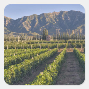 Cabernet Sauvignon vines in Huailai Rongchen Square Sticker