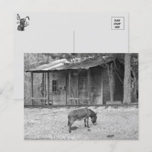 Cabine et âne dans la carte postale B&W