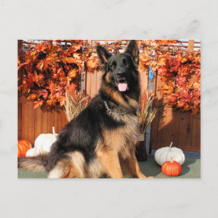 Cabo - German Shepherd Photo#1 Postcard