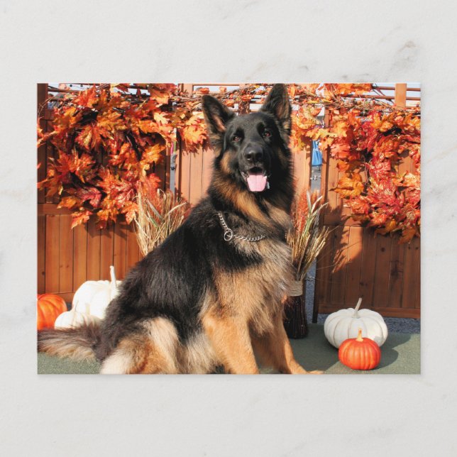 Cabo - German Shepherd Photo#1 Postcard (Front)