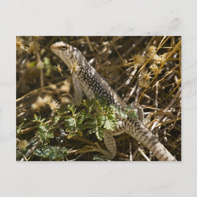 Cabo Lizzard 2 Postcard (Front)